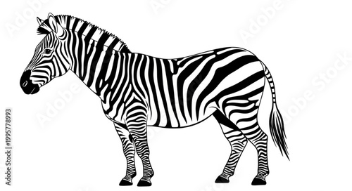A detailed illustration of a zebra standing still.