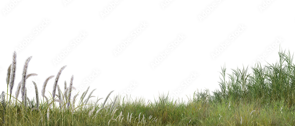Fototapeta premium grass isolated on white background/High-resolution isolated grass and pampas grass border for architectural visualization and landscape design on white background.