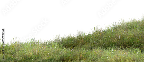 Фотография grass isolated on white background/High-resolution image of lush green grass on
