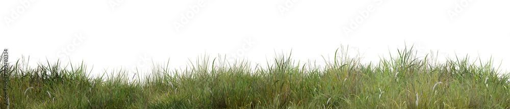 Fototapeta premium green grass isolated on white background