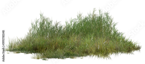 grass isolated on white background/High-resolution wild grass clump, isolated, with sharp natural detail.