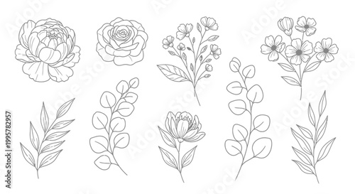 Botanical line drawings of various flowers.