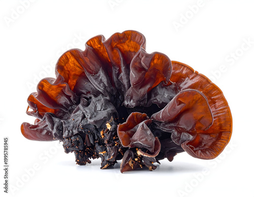 Dried wood ear mushroom fungus isolated on white background for Asian cooking traditional medicine and culinary ingredient photography