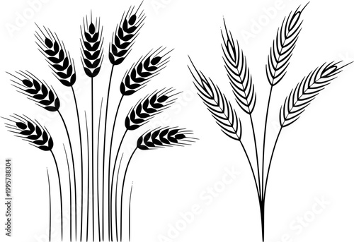 Schilderij op canvas Black wheat stalks and ears silhouette white background, isolated grain field