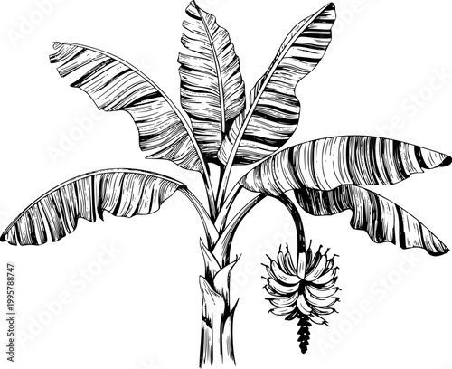 Detailed black and white ink of a banana tree with hanging bunch of bananas plant