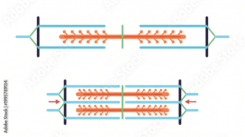 Photos Sliding Filament Theory Diagram showing Muscle Contraction Sarcomere Actin and M