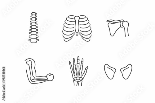 Outlined human skeletal system: spine, ribs, scapulae, arm, hand bones