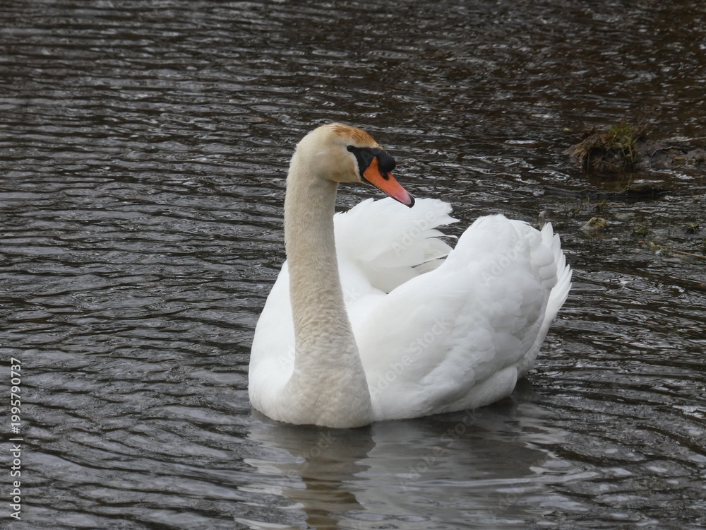 Obraz premium Cisne blanco flotando con mirada lateral