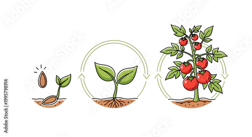 The growth stages of a tomato plant.
