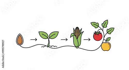 Growth stages of plants and fruits.