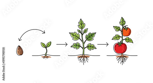 The growth stages of a tomato plant.