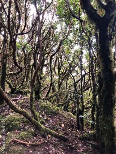 Ancient laurel forest with moss covered trees, Madeira island