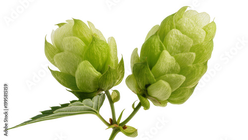 Green Hop Flowers with Stem and Leaves Close-Up