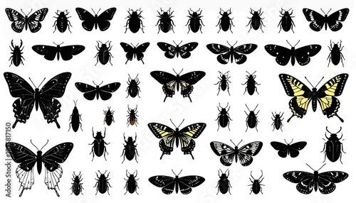 Butterflies and Moths Insects Collection.
