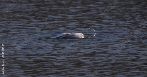 Slow motion of European herring gull standing in water and flapping its outspread wings after bathing with water droplets flying