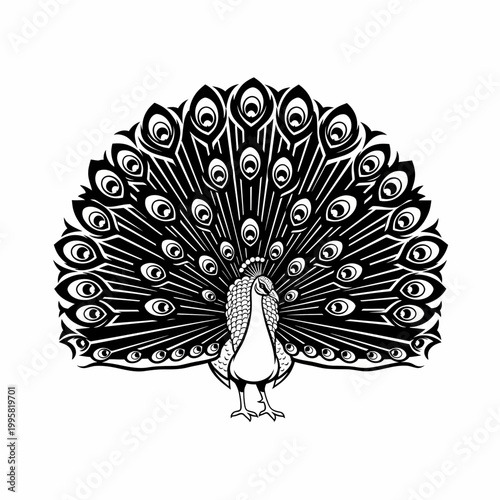Peacock displays its elaborate fan of feathers in a detailed black and white graphic illustration.