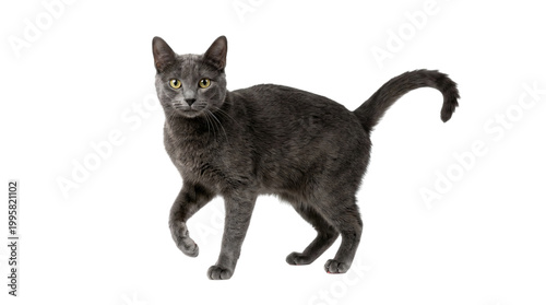Gray cat standing and looking forward isolated on transparent background