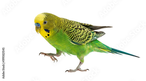 Colorful yellow green budgie bird standing isolated on transparent background