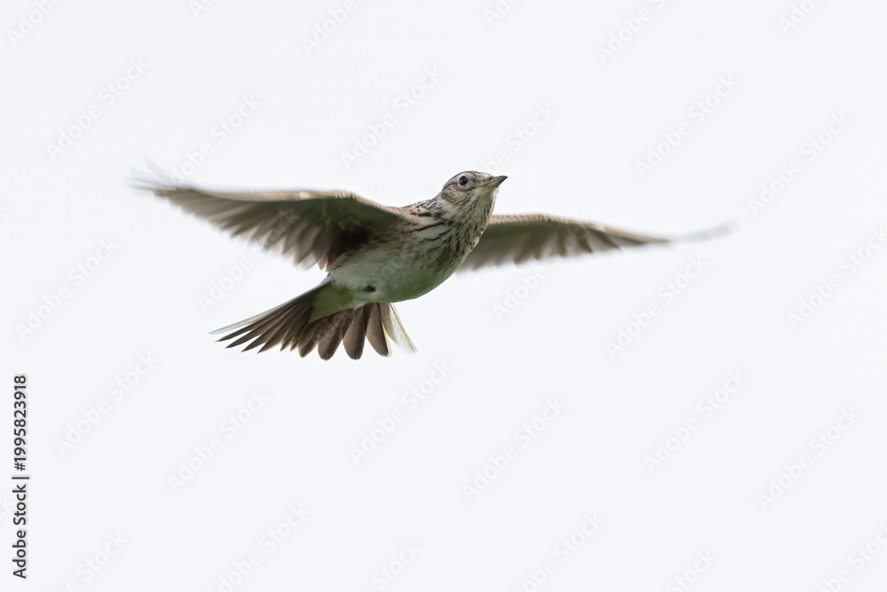 Obraz premium Eurasian skylark (Alauda arvensis) flying in the sky over a natural landscape during daylight hours