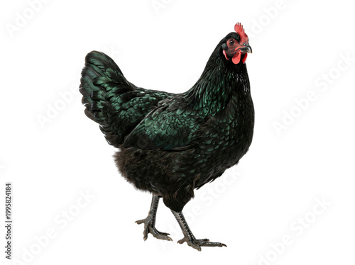 Black chicken with green feathers and red comb standing isolated on transparent background