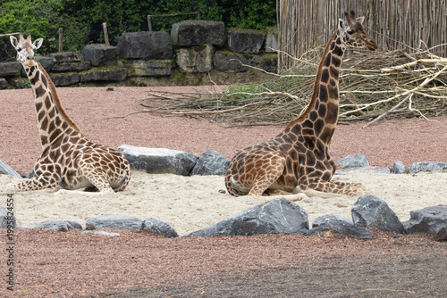 Canvas Print giraffe in the zoo