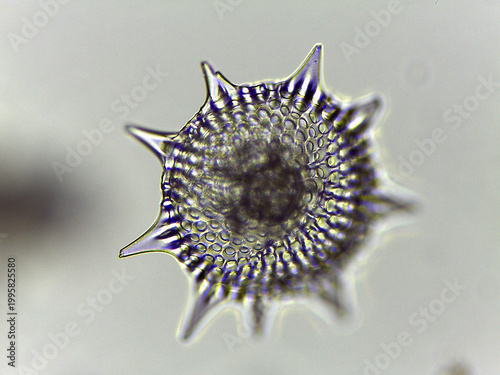 Radiolarian Siliceous Skeleton Multiple Specimens Diversity Light Microsc