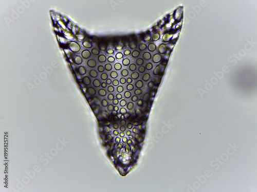 Radiolarian Siliceous Skeleton Multiple Specimens Diversity Light Microsc