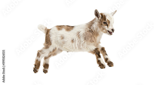 Cute brown and white baby goat running isolated on transparent background
