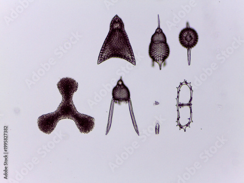 Картината върху платно Radiolaria Diverse Siliceous Skeleton Morphology Collection Light Microsc