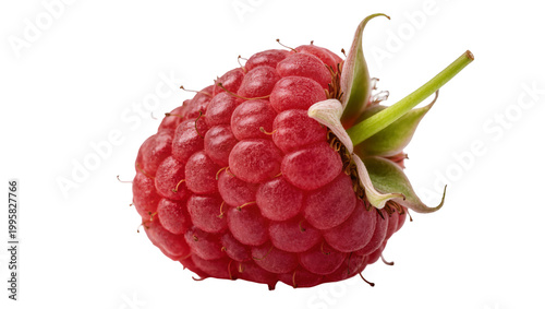 Obraz na plátně Ripe juicy red raspberry with green stem and sepals
