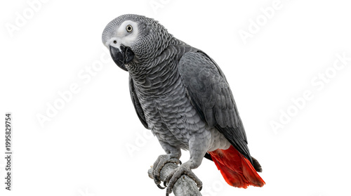 Gray parrot with red tail feathers standing isolated on transparent background
