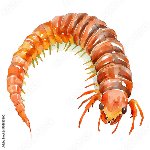 Bild auf Leinwand Centipede, vibrant watercolor vector illustration with flowing and detailed brush strokes, isolated on a white background