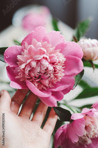 Lush pink peonies in full bloom with green leaves. Beautiful floral background, macro shot of spring flowers.