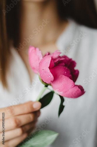 Selective focus of a beautiful pink peony with water drops held by a woman in a white shirt.