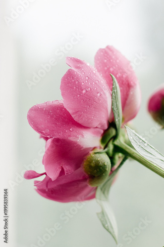 Side view of a pink peony flower bud with morning dew drops on petals. Soft natural light, macro photography.