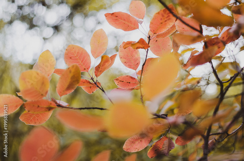Vibrant orange and yellow autumn leaves on a branch with a soft blurred forest background.