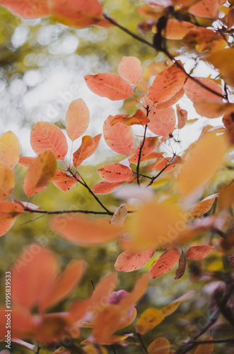 Vibrant orange and yellow autumn leaves on a branch with a soft blurred forest background.