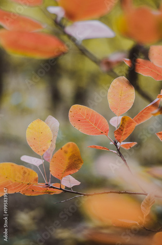 Vibrant orange and yellow autumn leaves on a branch with a soft blurred forest background.