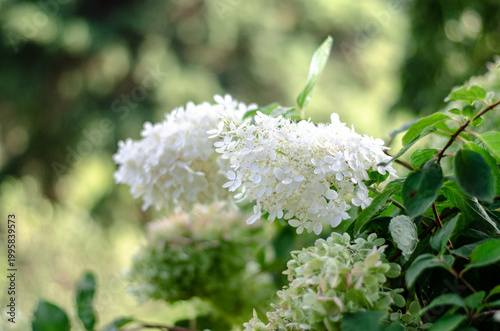 Close-up of white hydrangea paniculata flowers with soft bokeh background, beautiful floral botanical background.