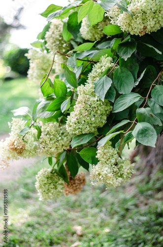Close-up of white hydrangea paniculata flowers with soft bokeh background, beautiful floral botanical background.