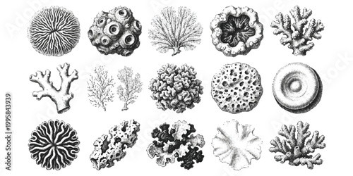 Set of vintage engraving style illustrations of various sea corals and marine life creatures