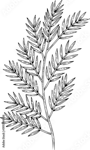 Detailed black and white line of a fern branch with many small leaves leaf plant