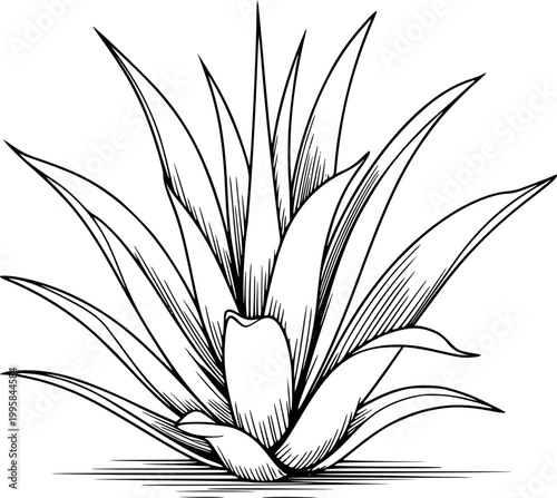 Hand-drawn black and white agave plant white background, succulent desert nature