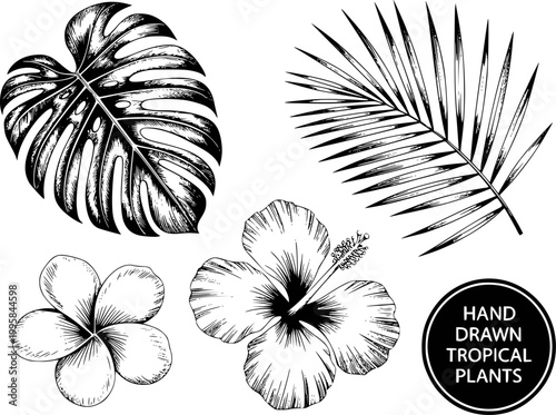Hand drawn tropical plants: monstera leaf, hibiscus flower, palm frond, and plumeria