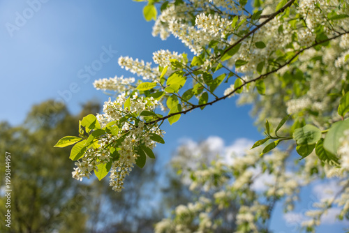 Konstfotografi Branches bloom white flowers against a clear blue sky