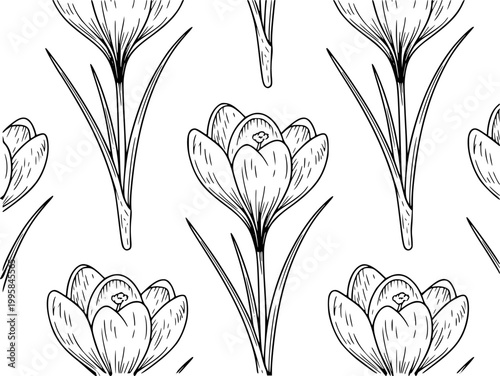 Seamless pattern of hand-drawn crocus flowers in black and white line floral