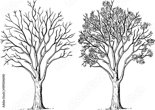 Trees, bare and leafy, hand-drawn white background, nature branches