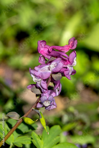 Macro of purple Hollowroot (Corydalis cava) blooming in an Austrian forest. Early spring A toxic wildflower used in homeopathic medicine.