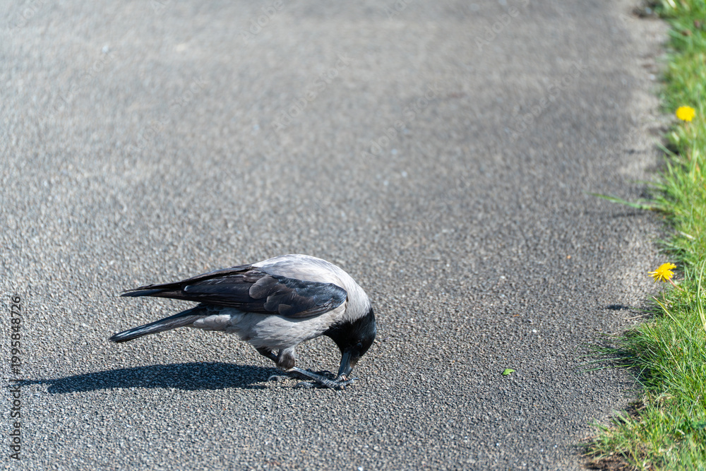 Naklejka premium Crow pecks at the pavement near grassy edge. Sunlight casts sharp shadows across the asphalt. Yellow dandelions dot the roadside verge. The bird searches for food with focused intent