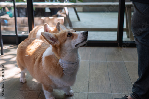 Cute Welsh Corgi dog wearing a bandana looking up at its owner's leg in a pet-friendly cafe. Adorable obedient puppy begging for food or waiting for a command indoors.
